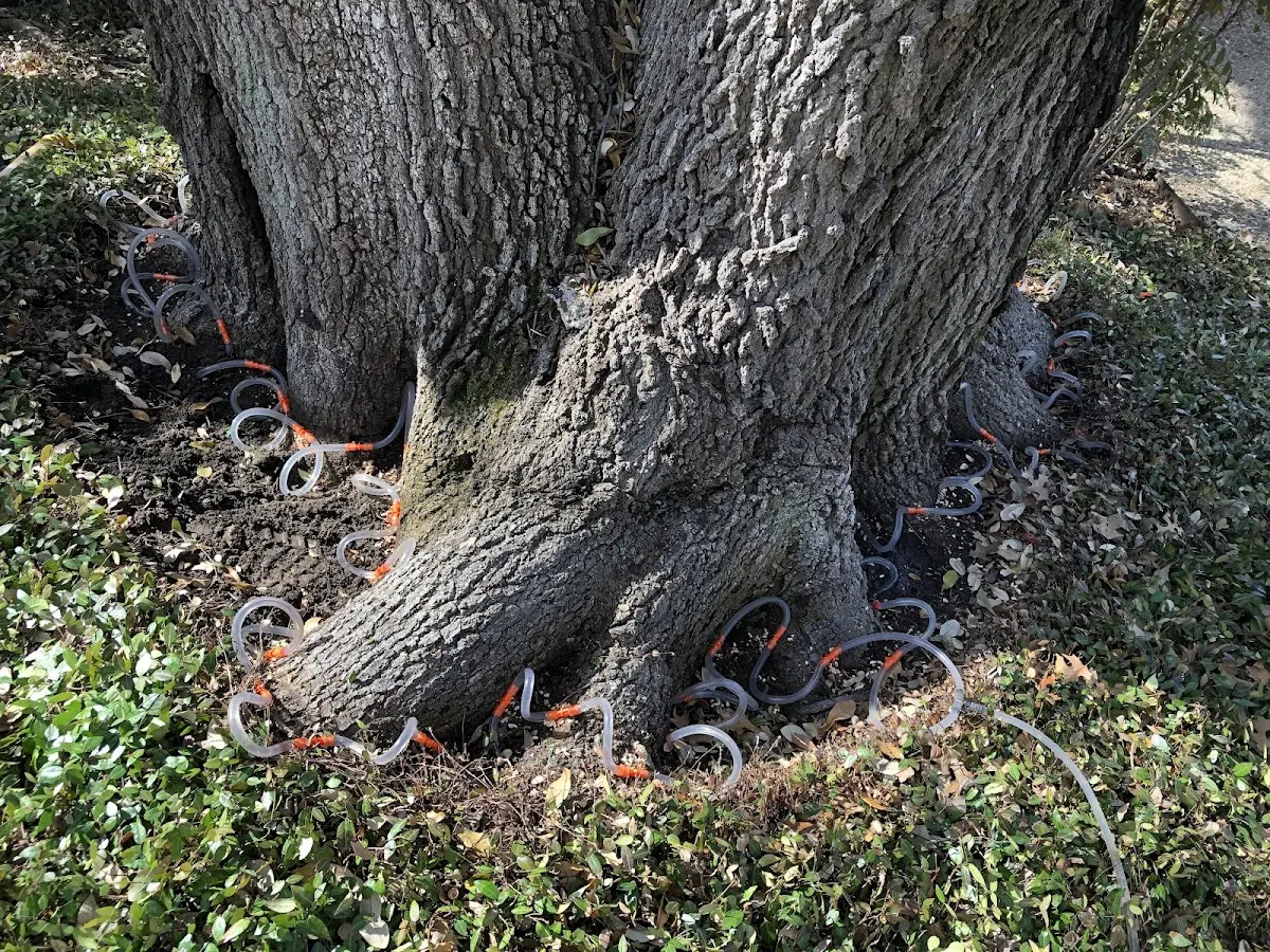 Detailed Tree Cabling and Bracing job site in Arkadelphia